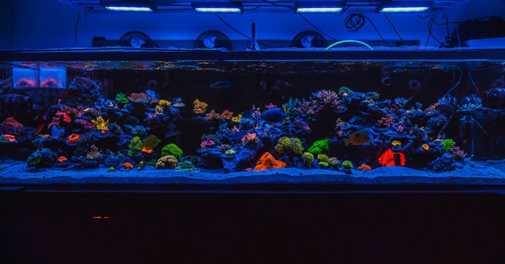 Majestic aquarium services | 11922 Mac Murray St, Garden Grove, CA 92841, USA | Phone: (714) 697-1350