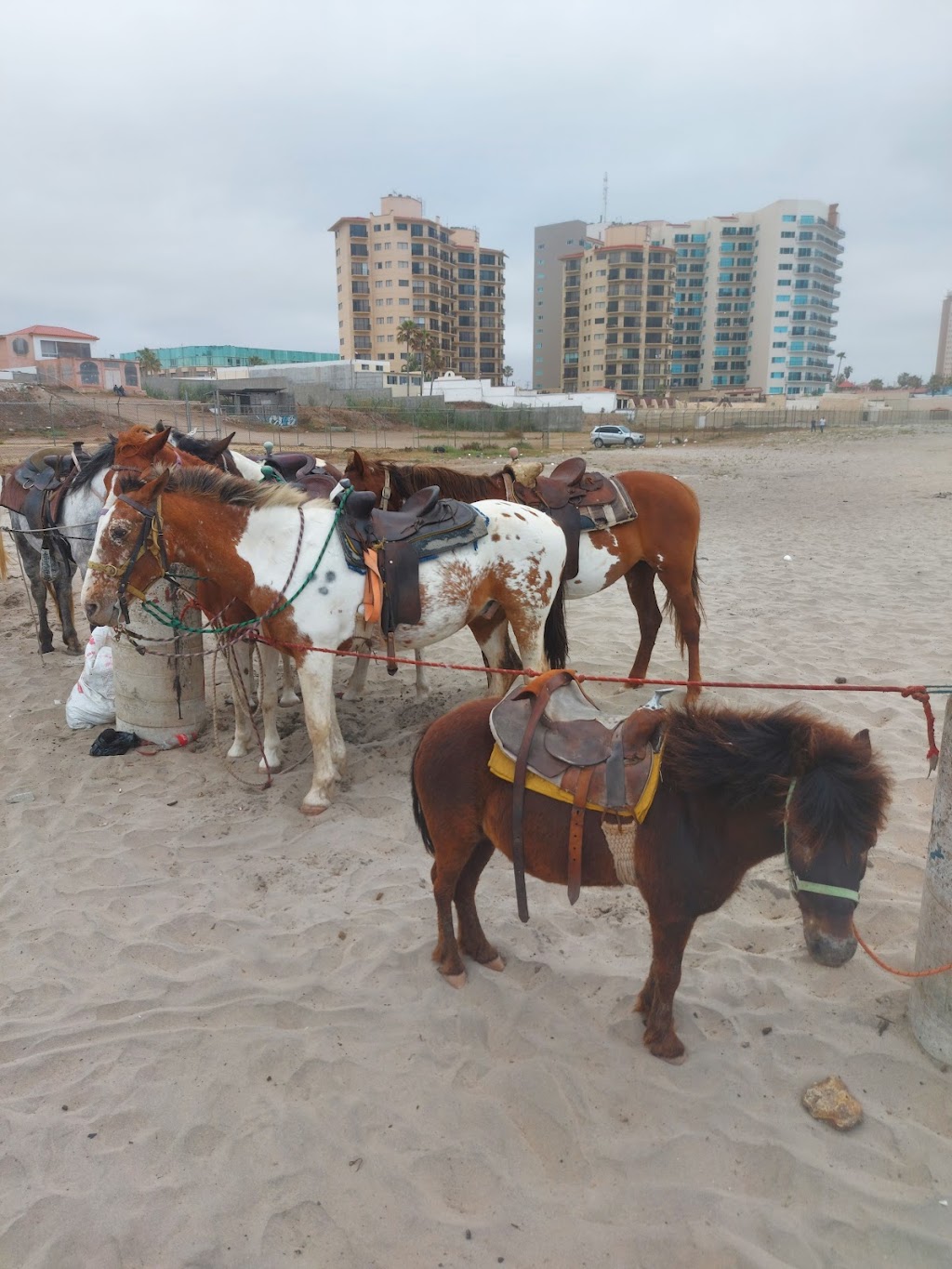 Toursxrosaritobeach | René Ortiz C., Centro Playas, 22710 Rosarito, B.C., Mexico | Phone: 661 116 0059