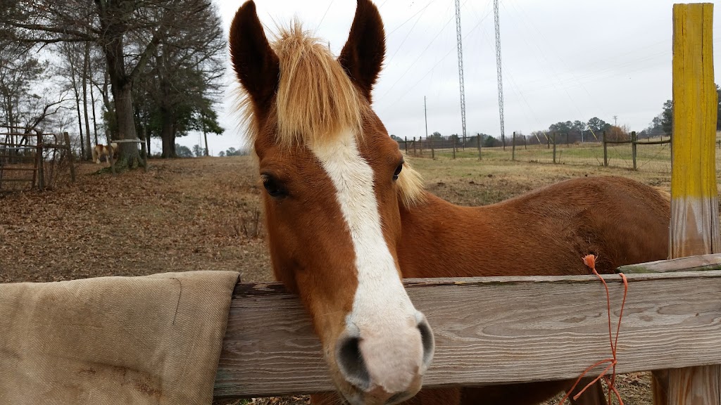 C 2 it Equine Therapy Ranch | 3231 Lenora Church Rd, Snellville, GA 30039 | Phone: (404) 731-2143