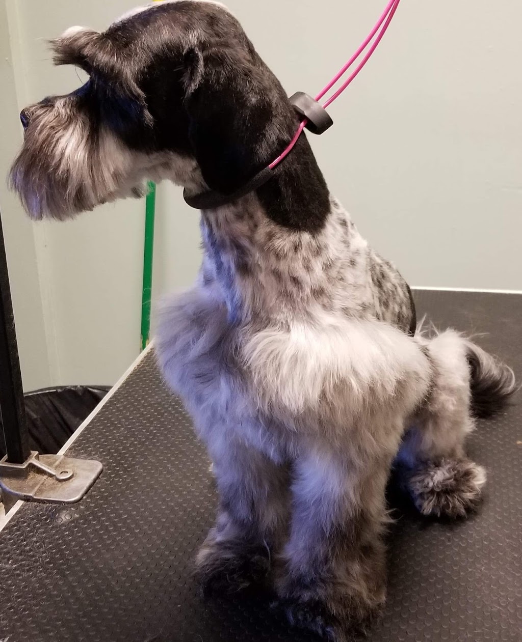 Vom Baron Grooming | 1520 Resler Dr Ste D, El Paso, TX 79912 | Phone: (915) 875-0985