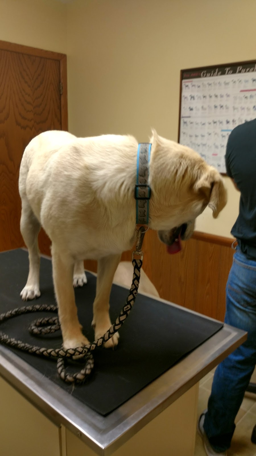 Brookhill Animal Clinic | 615 Lancaster Pike, Circleville, OH 43113, USA | Phone: (740) 474-8569