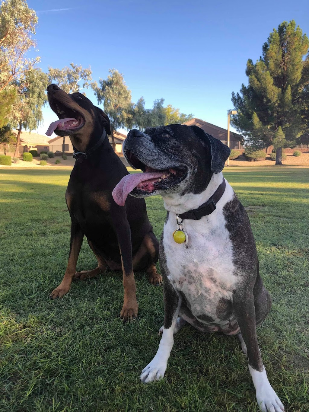 Parkridge Park Dog Park | 9734 W Beardsley Rd, Peoria, AZ 85382, USA | Phone: (623) 773-7137