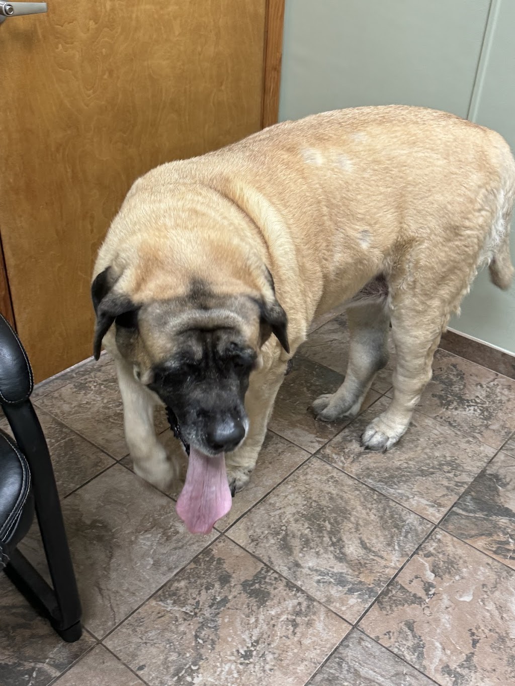 Fox & Friends Animal Hospital | 1024 Cypress Village Blvd, Ruskin, FL 33573, USA | Phone: (813) 633-2443