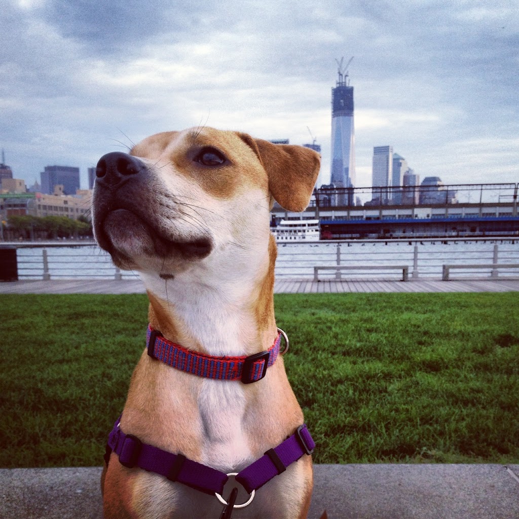 King Pup | 27 Loisaida Ave #3A, New York, NY 10009, USA | Phone: (917) 683-2229