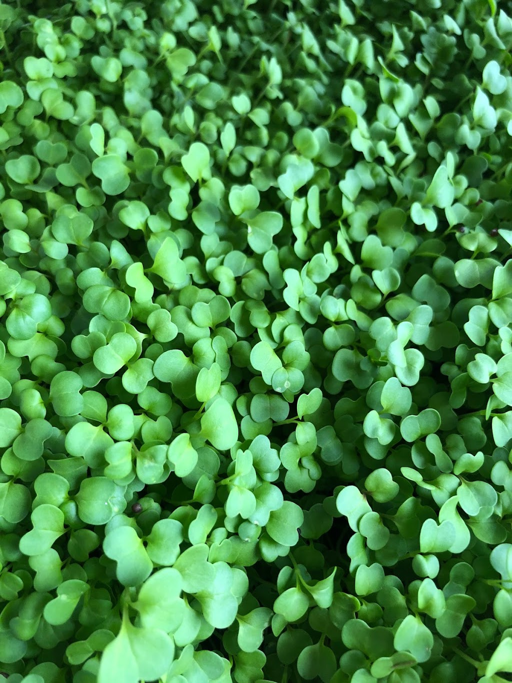 Microgreens R Us San Diego | 4871 Conrad Ave, San Diego, CA 92117 | Phone: (858) 230-8169