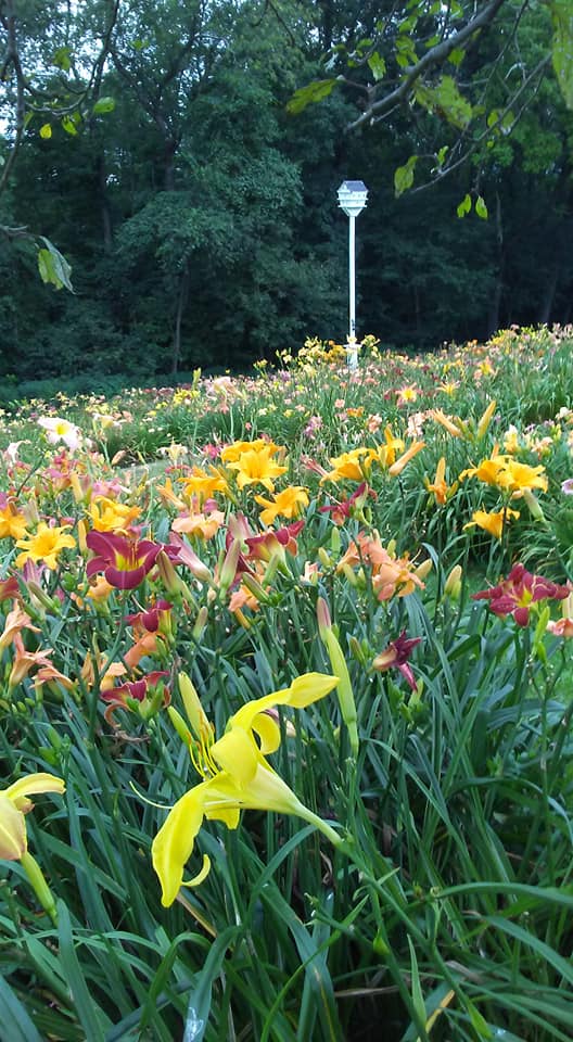 Daylily Valley Farm | 300 Tyro Rd, Baden, PA 15005, USA | Phone: (724) 876-0120