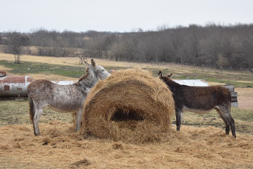 Kick Ass Ranch Vacation Rentals | 842 Gin Rd, Ennis, TX 75119, USA | Phone: (972) 875-9799