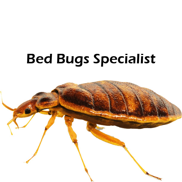 Bed Bug Specialist Thermaflow Heat | 142 Las Flores Dr, Hemet, CA 92544, USA | Phone: (951) 590-5201