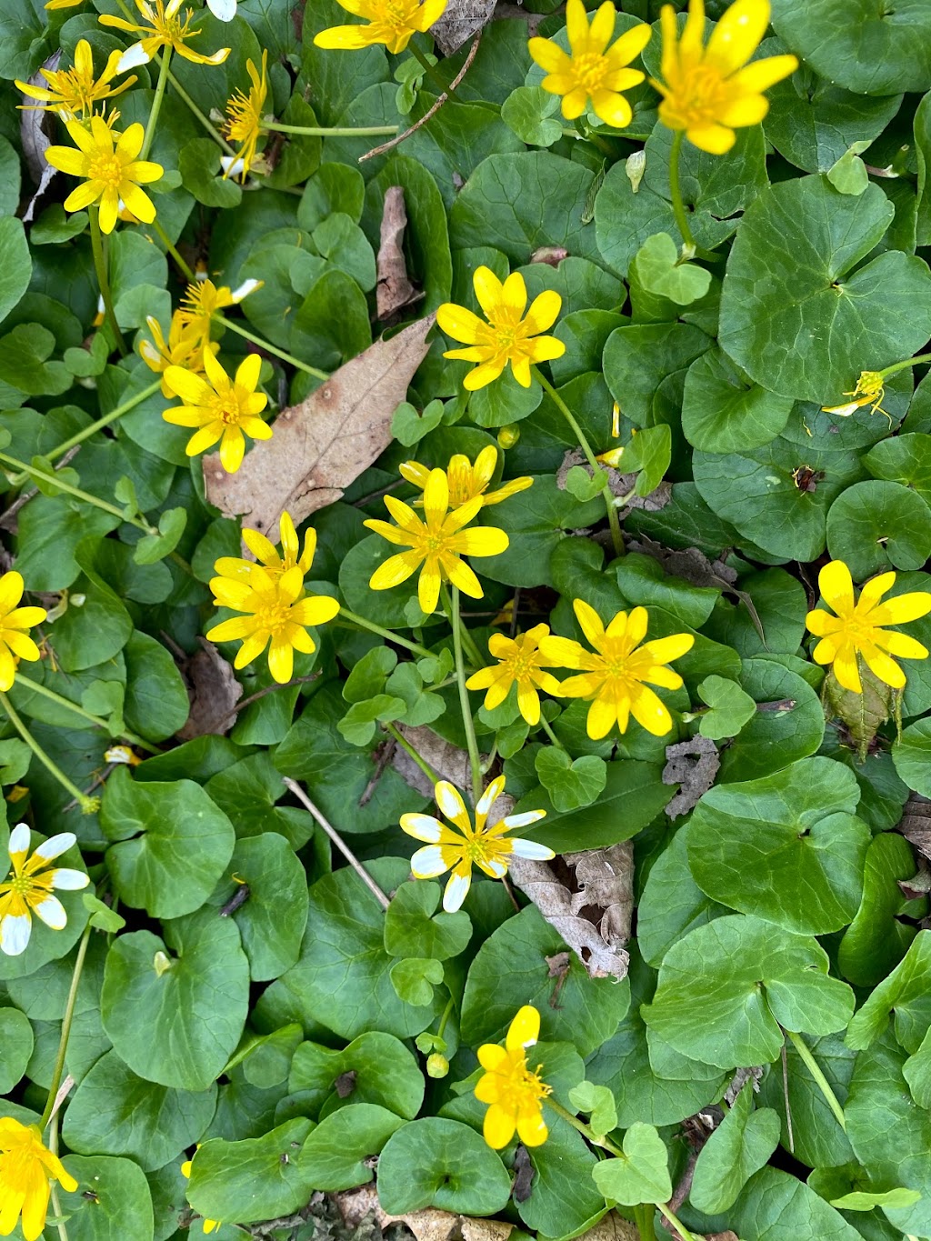 Ann Lee Pond Nature and Historic Preserve | Heritage Ln, Albany, NY 12205, USA | Phone: (518) 765-2055