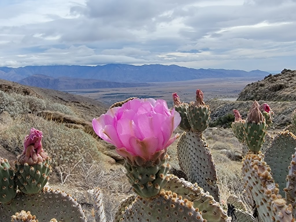 Anza Borrego State Park | Borrego Springs, CA 92004, USA | Phone: (760) 767-4205