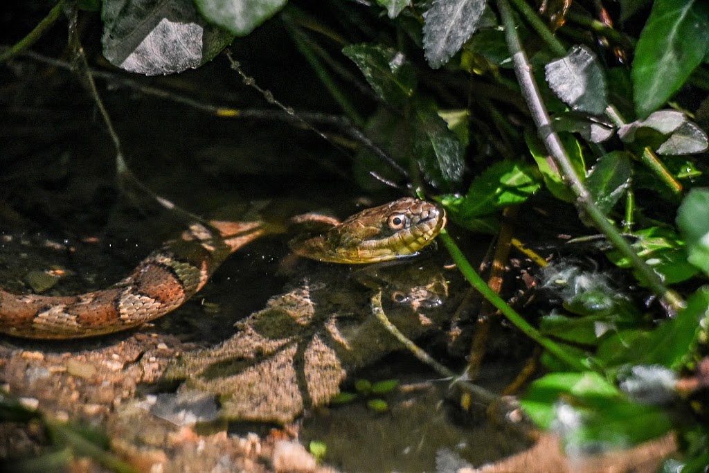 LMC Ruthven Nature Preserve | Cincinnati, OH 45244, USA | Phone: (513) 965-9344