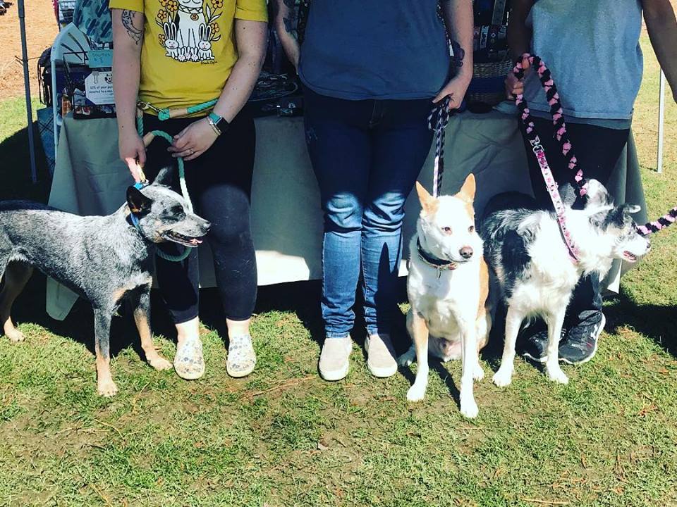 Town & Country Veterinary Hospital | 2010 N Salem St, Apex, NC 27523, USA | Phone: (919) 363-6363