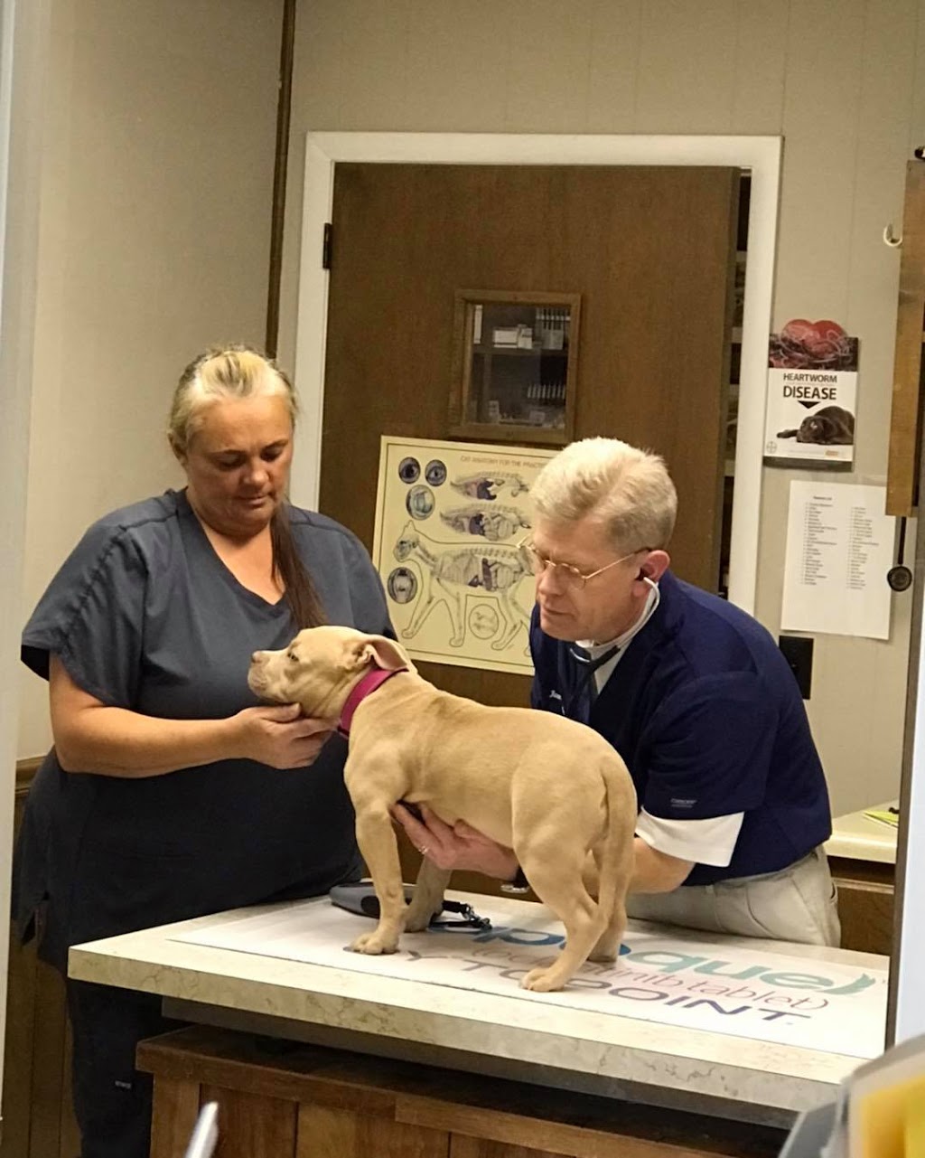 Bellshire Family Vet | 4021 Dickerson Pike, Nashville, TN 37207, USA | Phone: (615) 868-0845