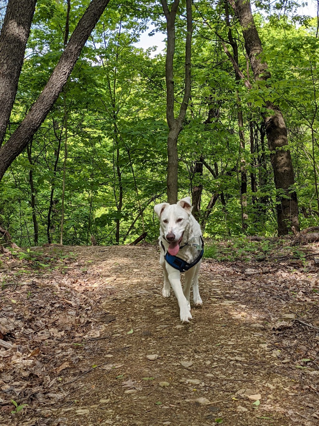 Dead Mans Hollow Conservation Area | 600 Scene Ridge Rd, McKeesport, PA 15133, USA | Phone: (412) 741-2750