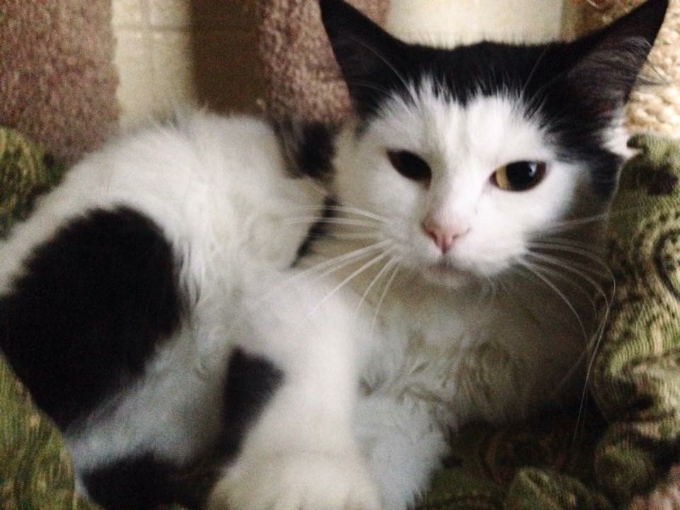 Forest Heights Vet Clinic: Tracy Mento, DVM | 7365 SW Barnes Rd Suite H, Portland, OR 97225, USA | Phone: (503) 291-1757