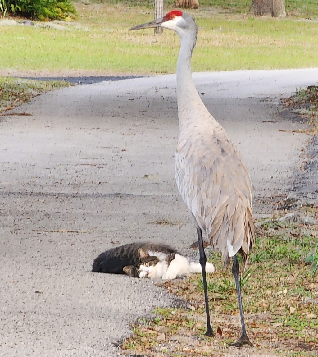 Lakeside Oaks Mobile Home Park | 36442 Laurel Ln, Dade City, FL 33525, USA | Phone: (352) 567-9212