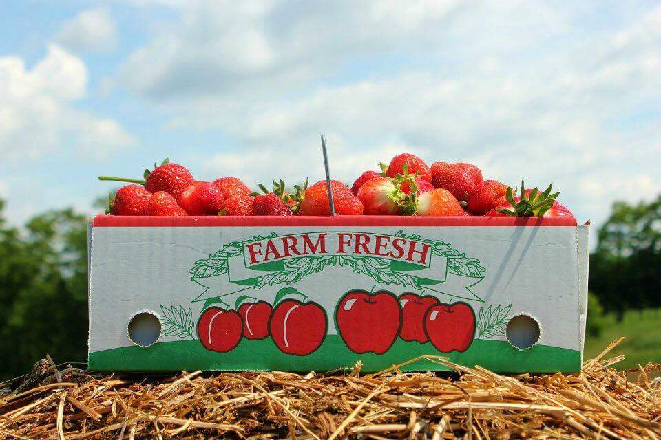 Triple B Farms | 823 Berry Ln, Monongahela, PA 15063, USA | Phone: (724) 258-3557