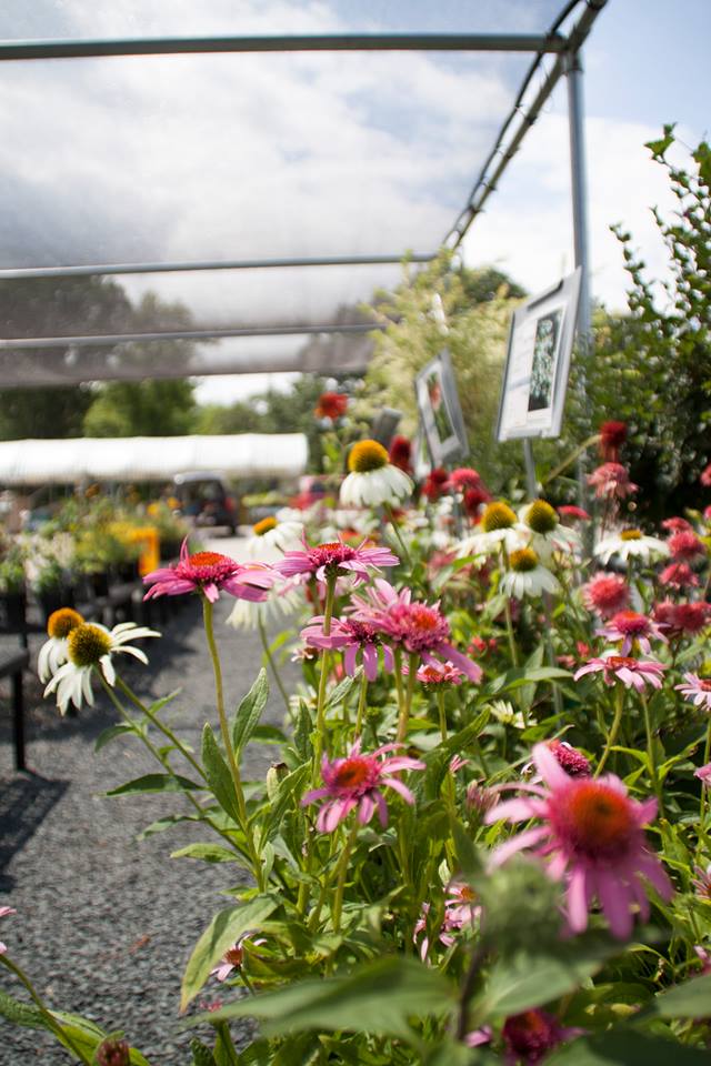 Farrills Sunrise Nursery and Garden Center | 599 Co Rd UU, Hudson, WI 54016, USA | Phone: (715) 386-5554