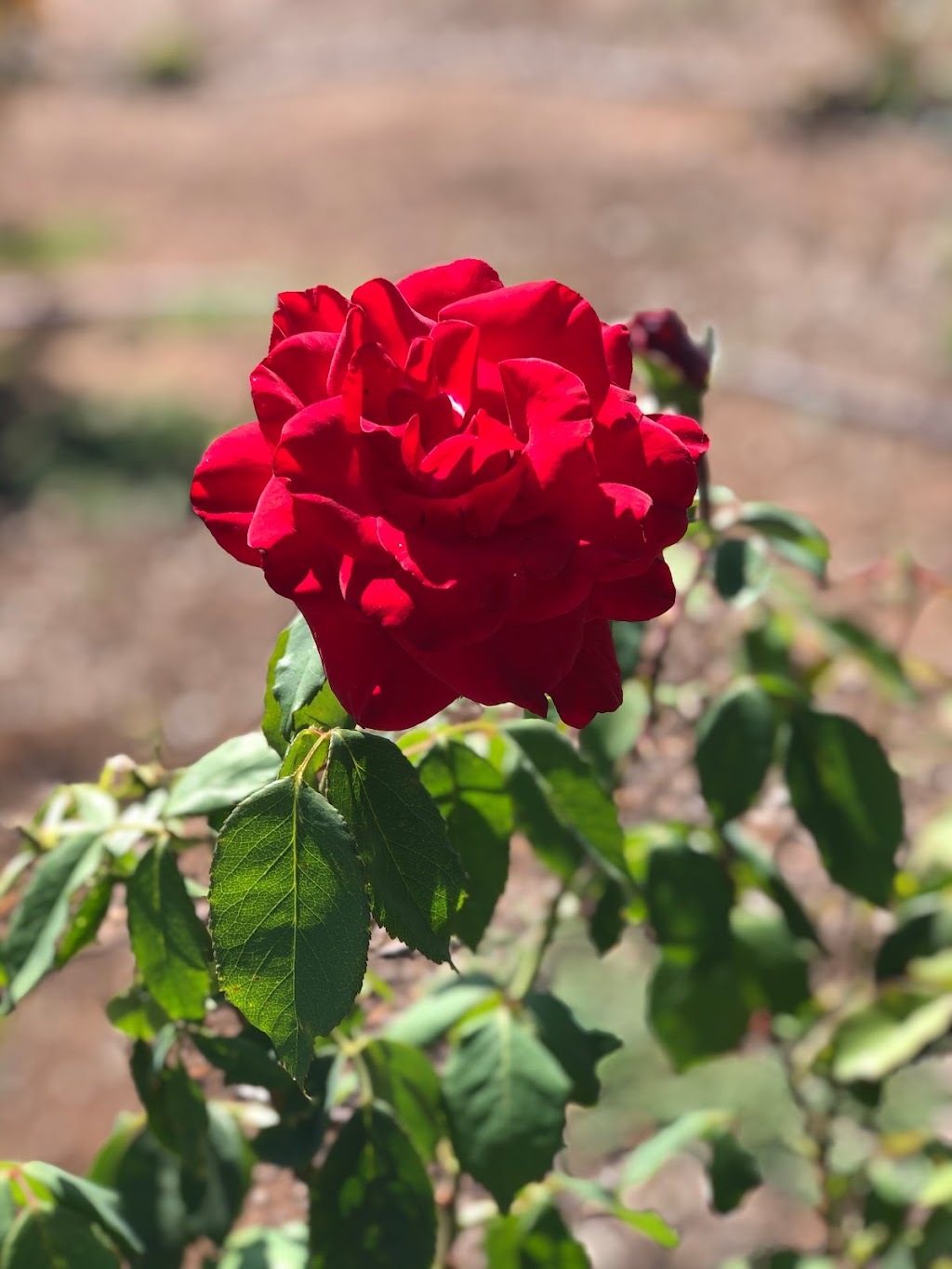 Rosary Garden | 3323 CA-67, Ramona, CA 92065, USA | Phone: (760) 533-5360