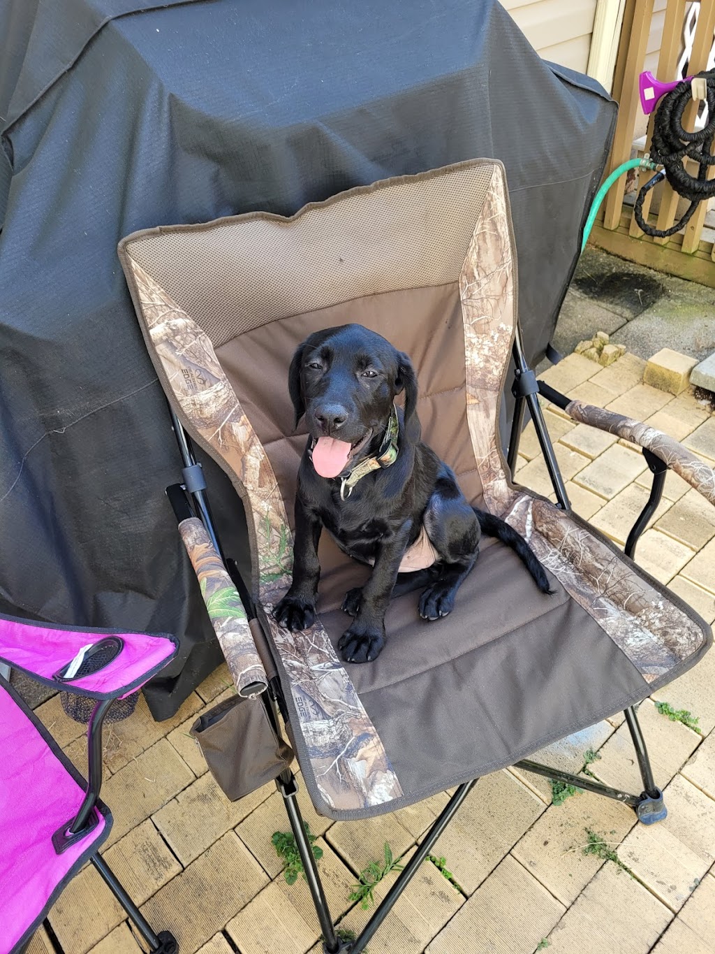 Kittanning Veterinary Hospital 170 E Brady Rd, Kittanning, PA 16201