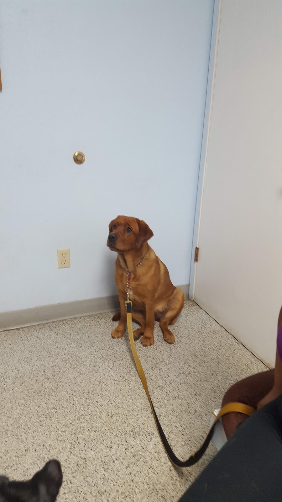 Princeton Veterinary Clinic | 1378 Blossom Hill Rd, San Jose, CA 95118, USA | Phone: (408) 264-3550