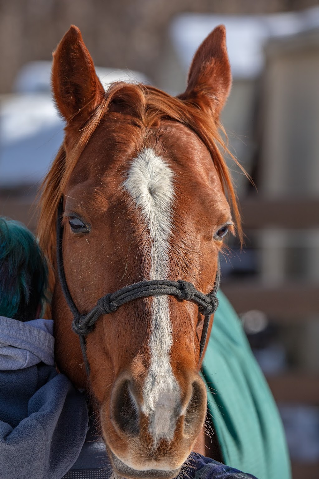 GRG Ranch Horse Rescue & Sanctuary | 3380 233rd St E, Prior Lake, MN 55372, USA | Phone: (612) 801-2031