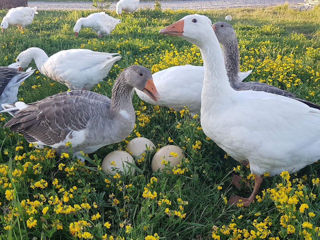 Ostrich Land Ontario | 8299 Concession 2 Rd, Caistor Centre, ON L0R 1E0, Canada | Phone: (647) 988-0841