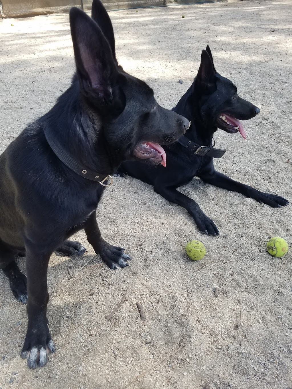 Recreation Dog Park | 5201 E 7th St, Long Beach, CA 90804, USA | Phone: (562) 570-7387