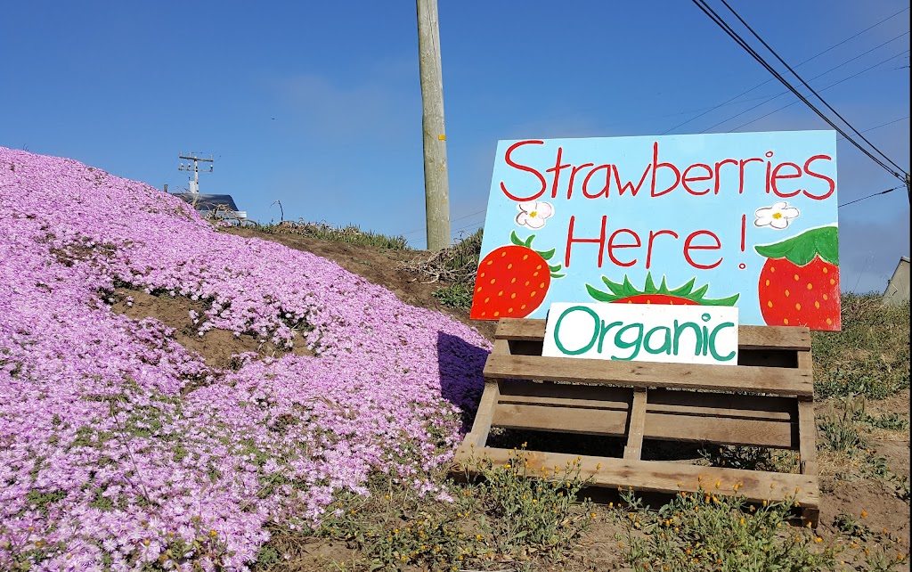 Monterey Bay Farms Organic Strawberry Stand | 596 San Andreas Rd, Watsonville, CA 95076 | Phone: (831) 713-7230