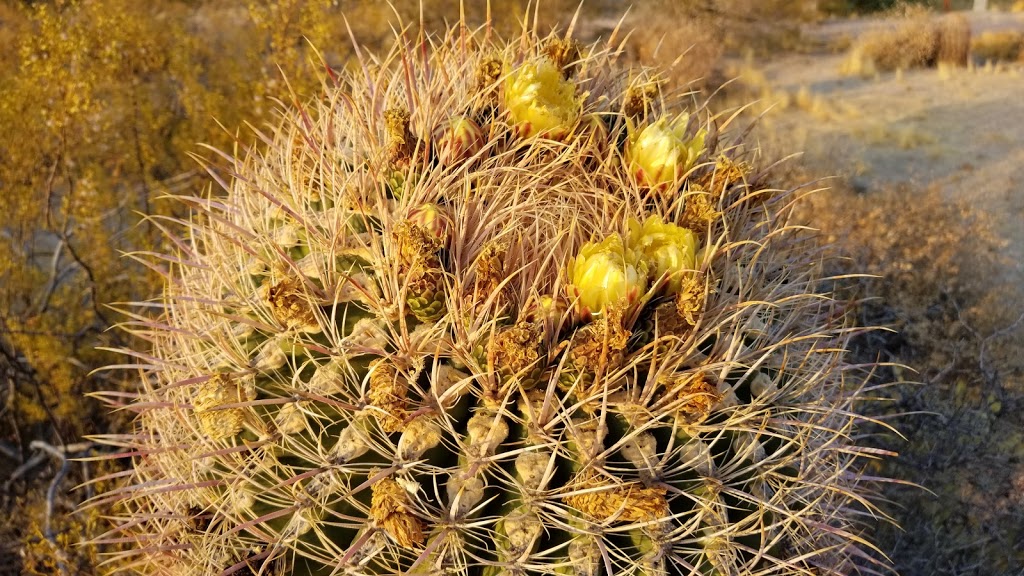 Usery Mountain Regional Park | 3939 N Usery Pass Rd, Mesa, AZ 85207, USA | Phone: (480) 984-0032