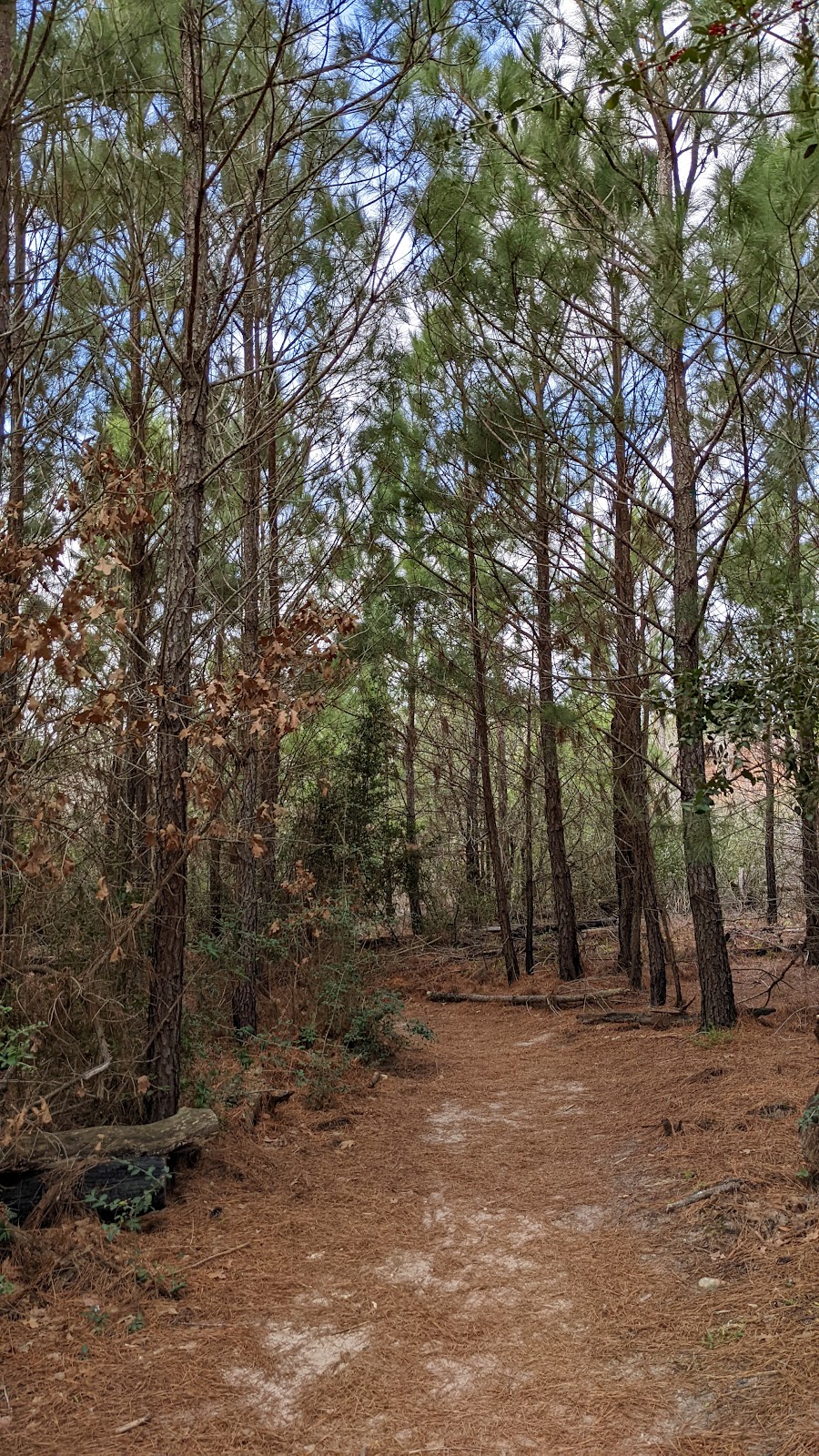 Bastrop State Park | 100 Park Road 1A, Bastrop, TX 78602, USA | Phone: (512) 321-2101