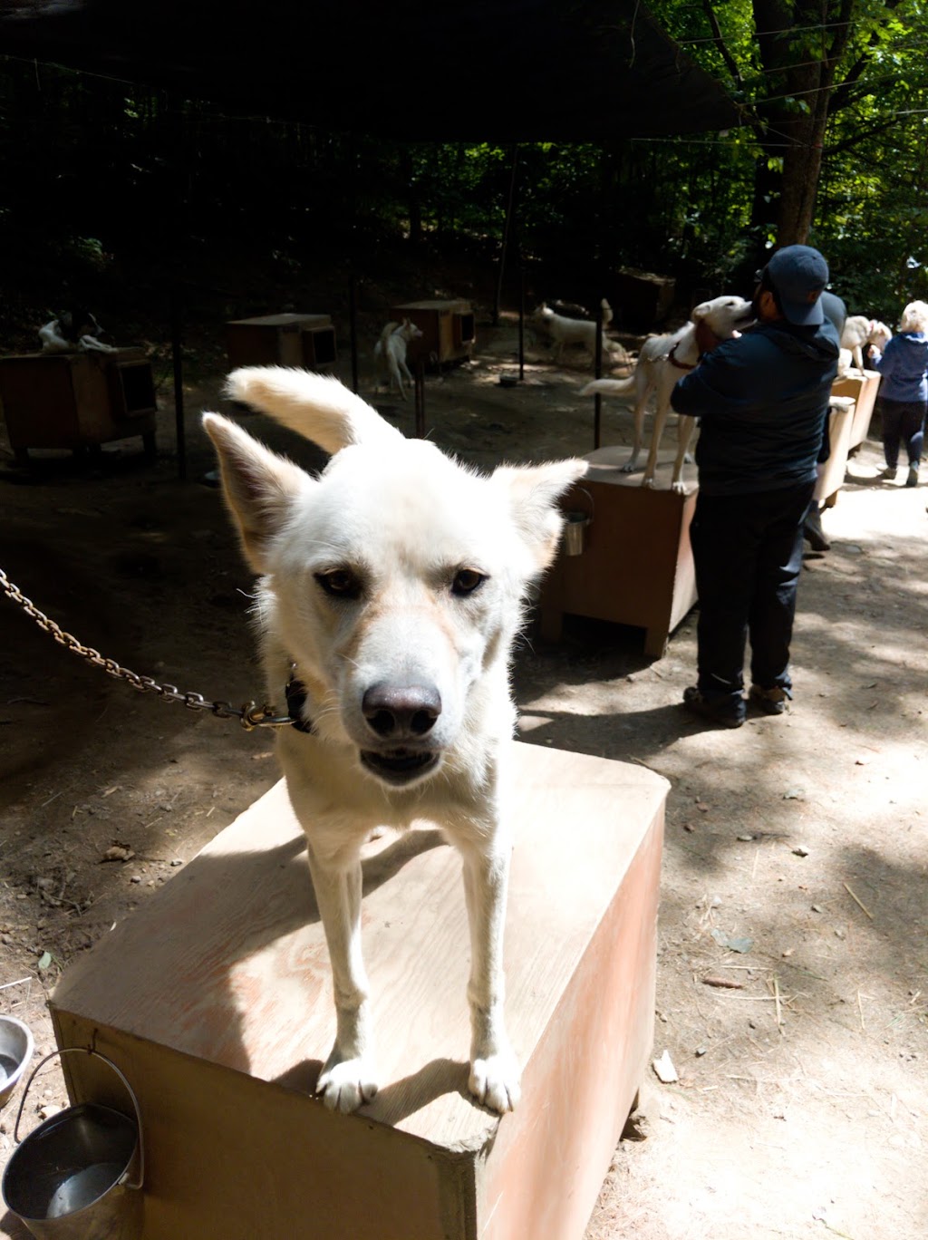 Hilltown Sleddogs | 27 Mt Rd, West Chesterfield, MA 01084, USA | Phone: (413) 296-0187