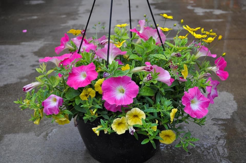 Plant Place Garden Center | 800 W 78th St, Chanhassen, MN 55317, USA | Phone: (763) 441-8022