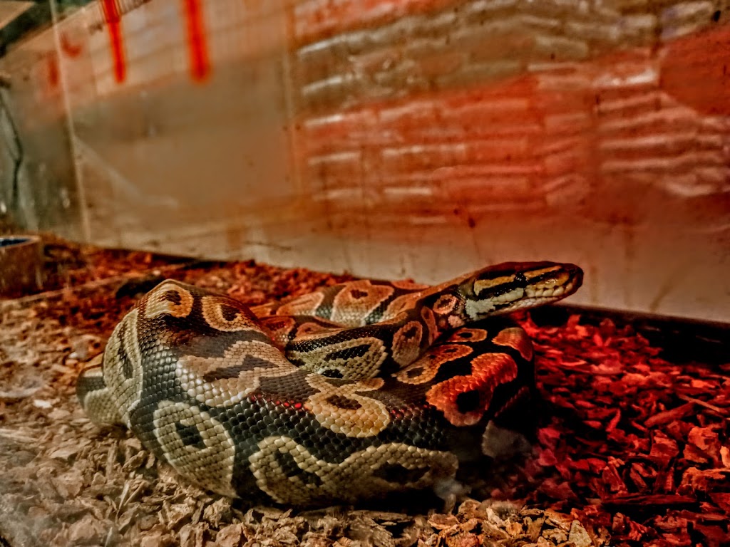 Johns Feed 2 | 2048 E Florence Ave, Los Angeles, CA 90001, USA | Phone: (323) 585-6890