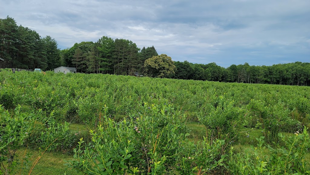 Burdick Blueberries | 8267 Thompson Rd, Cattaraugus, NY 14719, USA | Phone: (716) 257-9760