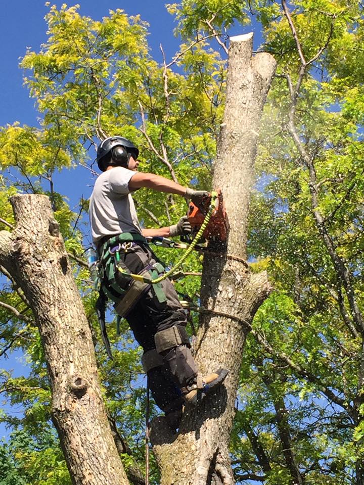 NYC Tree Trimming & Removal Corp | 40 Wall St 52nd Floor, New York, NY 10005, United States | Phone: (212) 882-1379