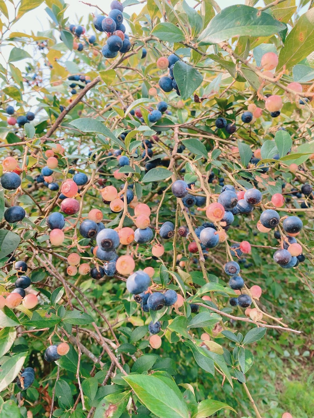 Goose Hill Farm | 22090 Bethel Rd, Franklin, VA 23851, USA | Phone: (757) 569-8453