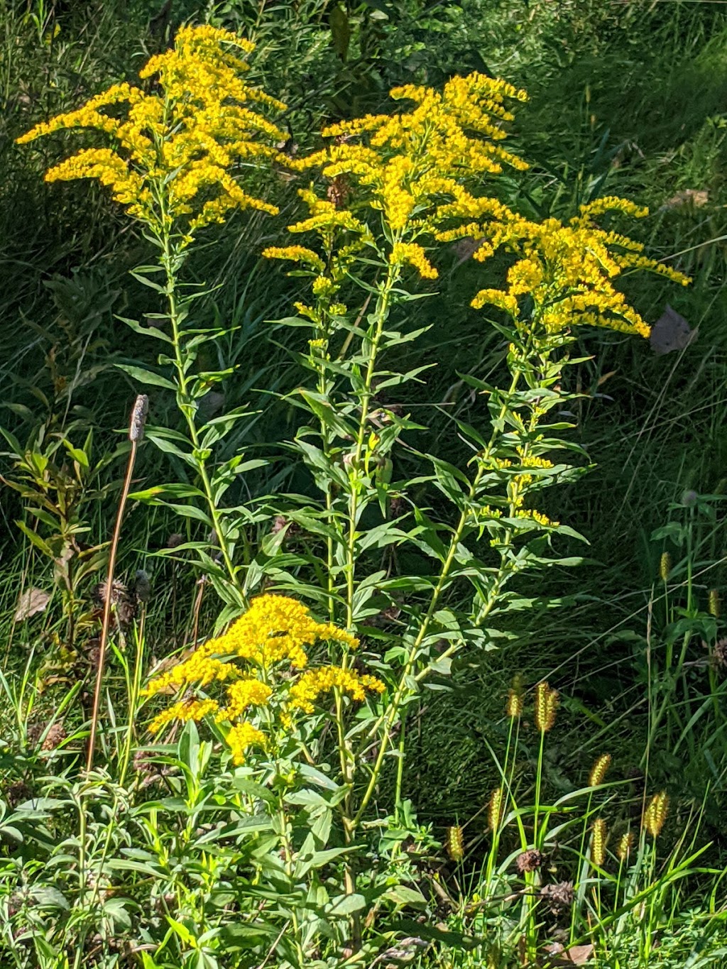 Fish Creek Natural Area | 1487-1507 Henry Ln, Maplewood, MN 55119, USA | Phone: (651) 249-2170