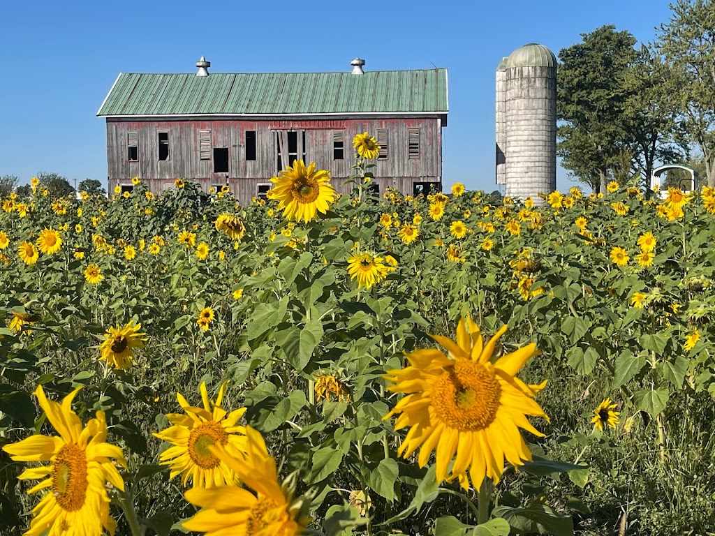 Wholesome Meadows Farm | 9141 N 100 W, Huntington, IN 46750, USA | Phone: (260) 438-8242