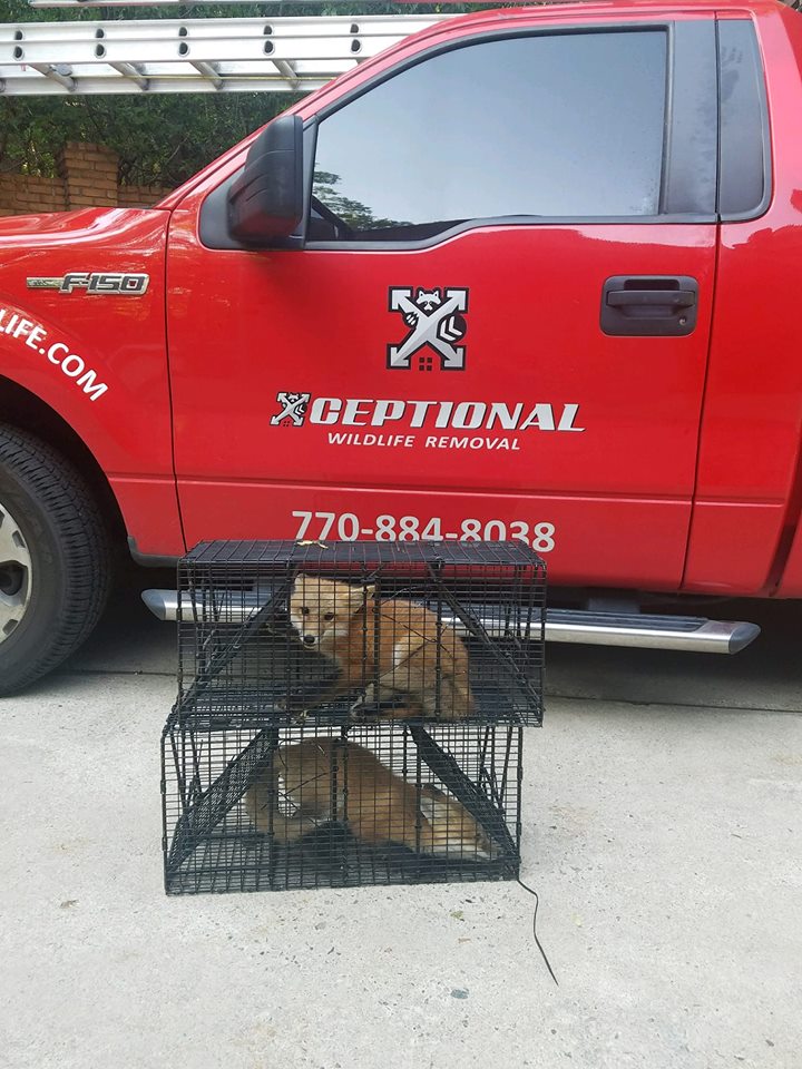 Xceptional Wildlife Removal | 600 Kennesaw Ave, Marietta, GA 30060, USA | Phone: (678) 791-4040