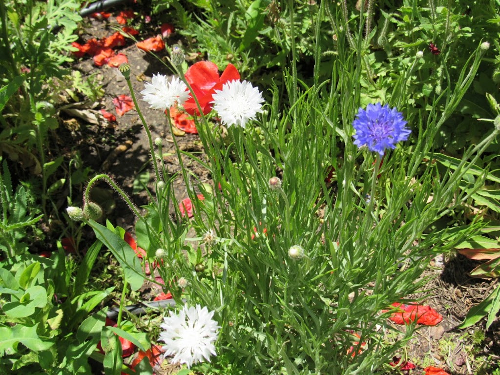 Lubbock Memorial Arboretum | 4111 University Ave, Lubbock, TX 79413, USA | Phone: (806) 797-4520