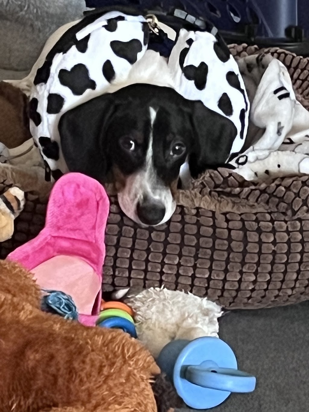 Seward Animal Hospital | 1040 South St, Seward, NE 68434, USA | Phone: (402) 643-3681