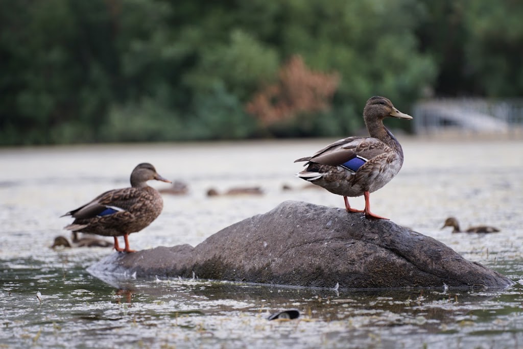 Salish Ponds Wetland Park | 20619 NE Glisan St, Fairview, OR 97024, USA | Phone: (503) 674-6206