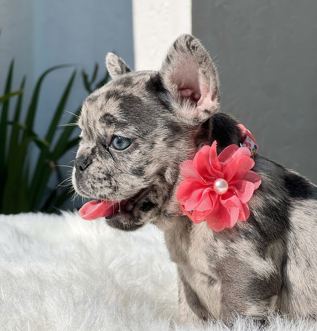 Puppy Love Florida | 773 NW 170th Terrace, Pembroke Pines, FL 33028, USA | Phone: (954) 706-1152