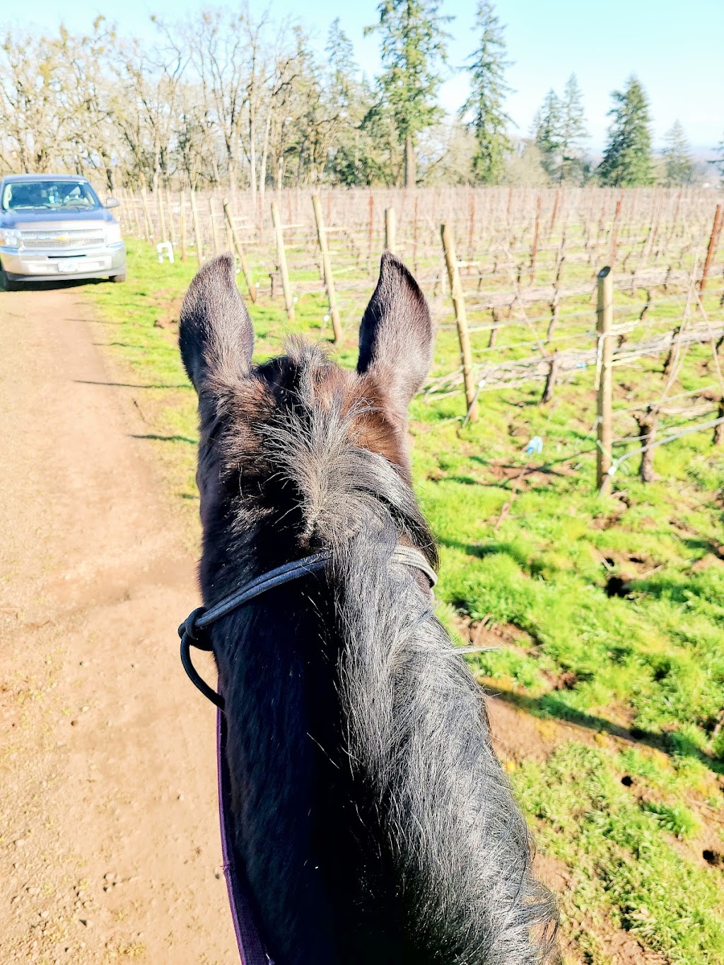 Equestrian Wine Tours | 6325 NE Abbey Rd, Carlton, OR 97111 | Phone: (503) 864-2336