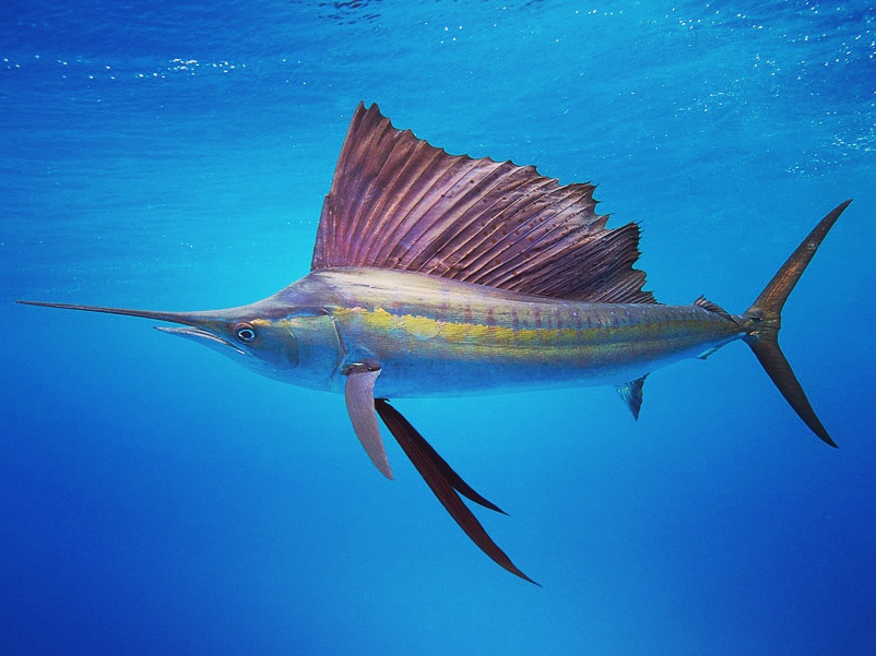 BMC Tackle Inc | 82 SE 15th St #82, Pompano Beach, FL 33060, USA | Phone: (954) 263-6177