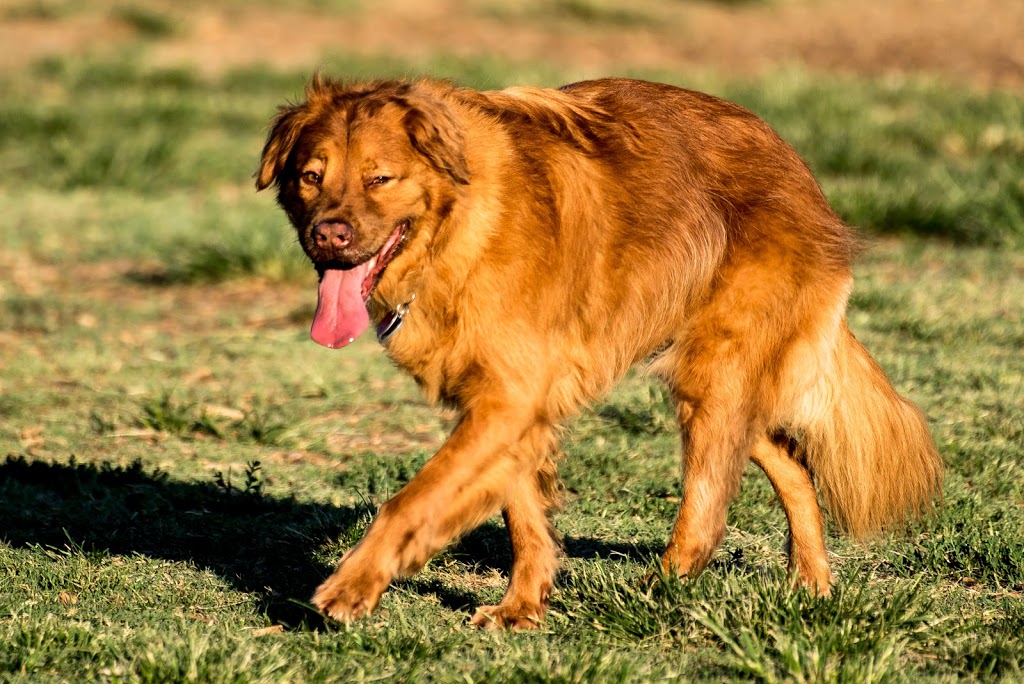 Towne Center Animal Hospital | 82 Grapevine Hwy, Hurst, TX 76054, USA | Phone: (817) 498-8888