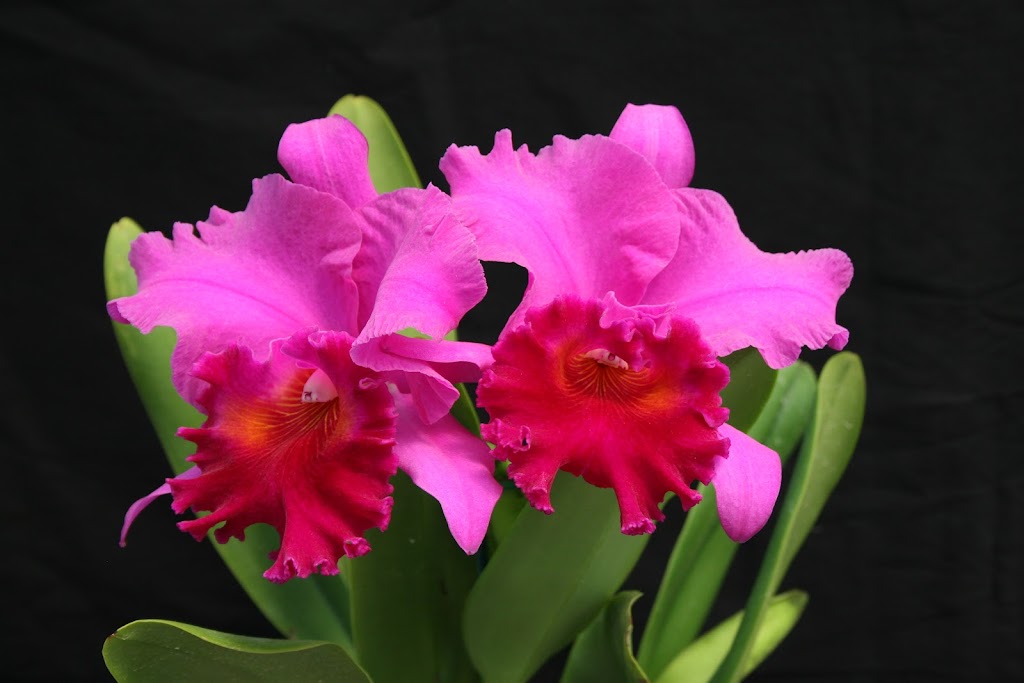 Venamy Orchids | 1460 NY-22, Brewster, NY 10509, USA | Phone: (845) 278-7111