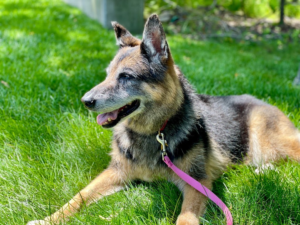 Vet At the Barn | 790 Chestnut Ridge Rd, Spring Valley, NY 10977, USA | Phone: (845) 356-3838