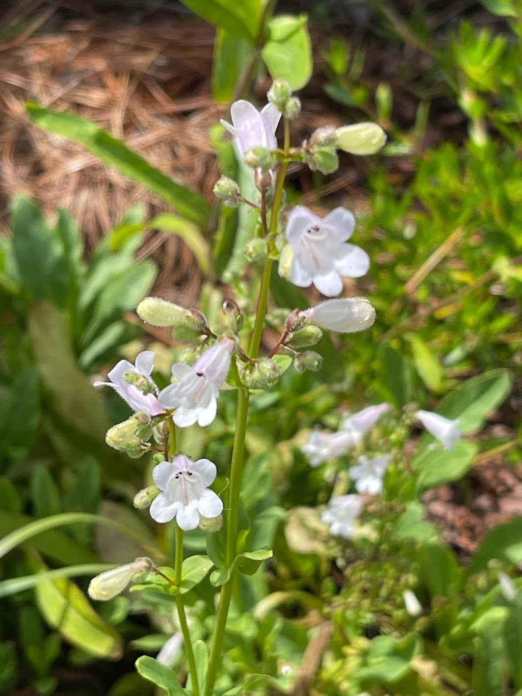 Sakura Dreams Butterfly and Wildlife Habitat | 682 Firestone St NE, Palm Bay, FL 32907, USA | Phone: (760) 237-8180